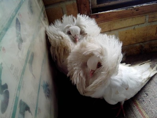 雍容华贵的雅各宾鸽