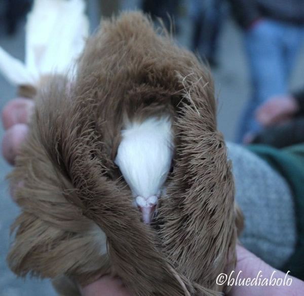 雍容华贵的雅各宾鸽