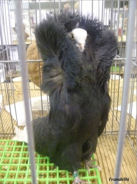 雍容华贵的雅各宾鸽