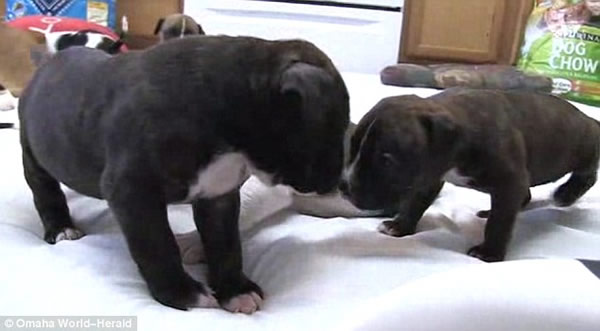 ����ţͷ���һ̥����23ֻ����