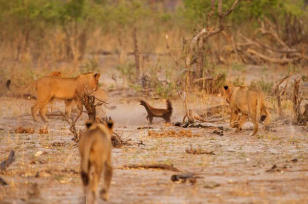 非洲一群狮子竭尽全力居然没杀死一只幼小的蜜獾