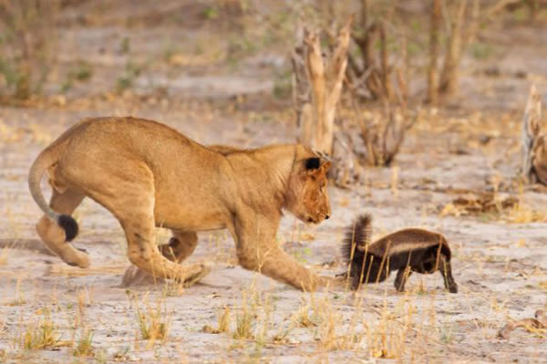 非洲一群狮子竭尽全力居然没杀死一只幼小的蜜獾