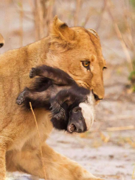 非洲一群狮子竭尽全力居然没杀死一只幼小的蜜獾