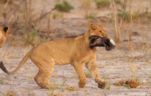 非洲一群狮子竭尽全力居然没杀死一只幼小的蜜獾