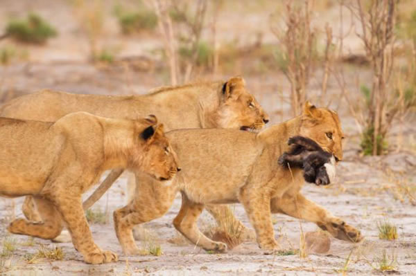 非洲一群狮子竭尽全力居然没杀死一只幼小的蜜獾