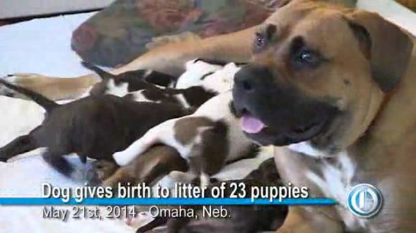 ������ţ��һ̥��23ֻС��