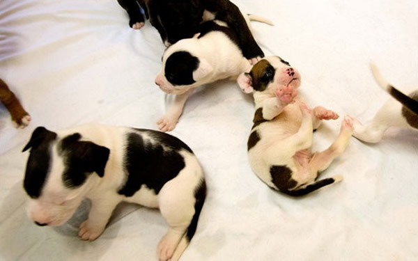 ������ţ��һ̥��23ֻС��