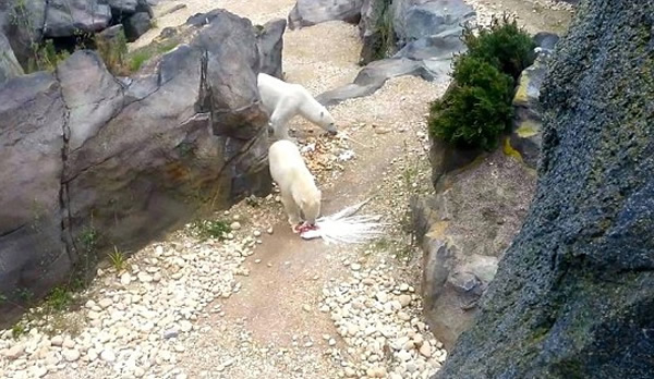 �µ�������԰��������ʳ��ȸ