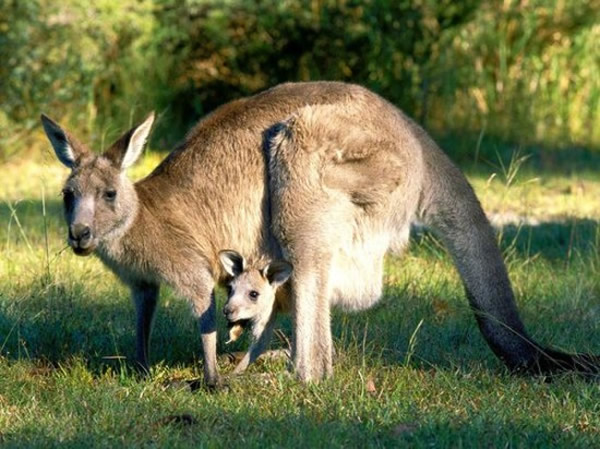 澳洲袋鼠吃光野草威胁其他物种生存 将被杀死逾1600头