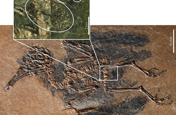 德国西部梅塞尔化石坑发现4700多万年前鸟类传播花粉证据