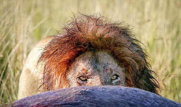肯尼亚马赛马拉国家保护区雄狮咆哮保护“战利品”——一具河马尸体
