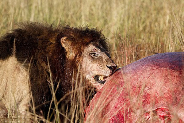 肯尼亚马赛马拉国家保护区雄狮咆哮保护“战利品”——一具河马尸体