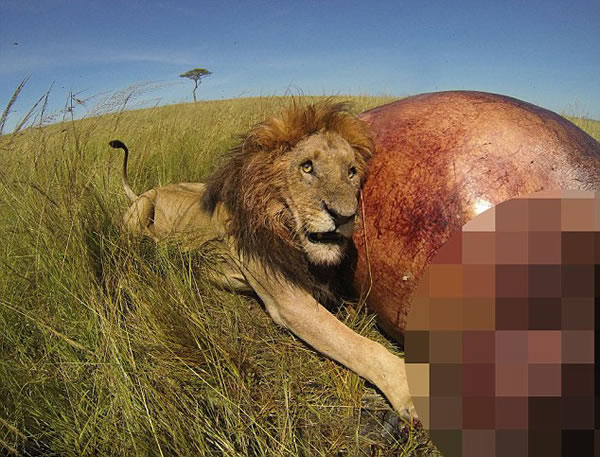 肯尼亚马赛马拉国家保护区雄狮咆哮保护“战利品”——一具河马尸体