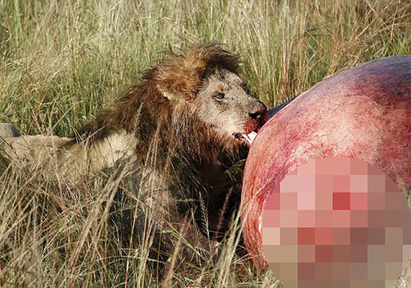 肯尼亚马赛马拉国家保护区雄狮咆哮保护“战利品”——一具河马尸体