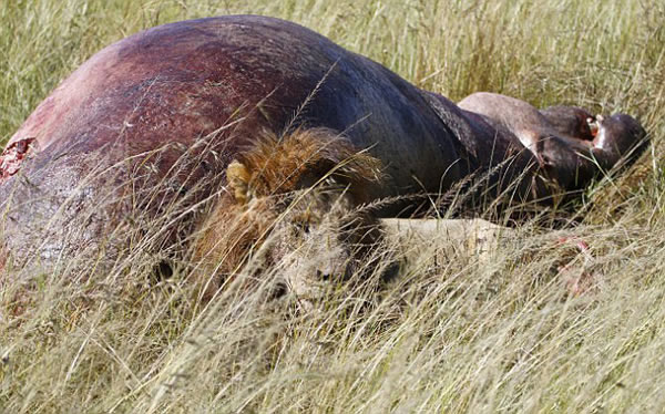 肯尼亚马赛马拉国家保护区雄狮咆哮保护“战利品”——一具河马尸体