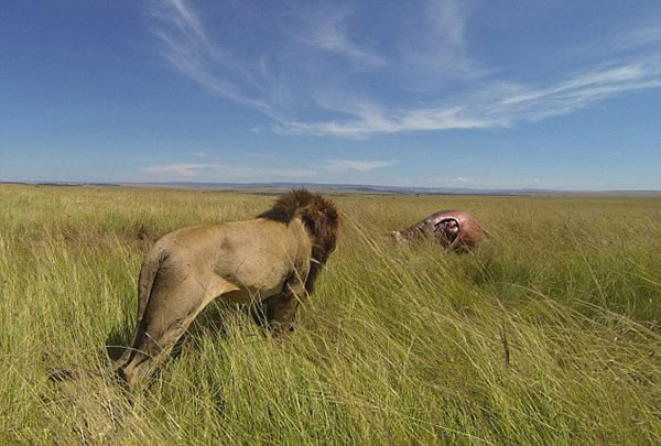 肯尼亚马赛马拉国家保护区雄狮咆哮保护“战利品”——一具河马尸体