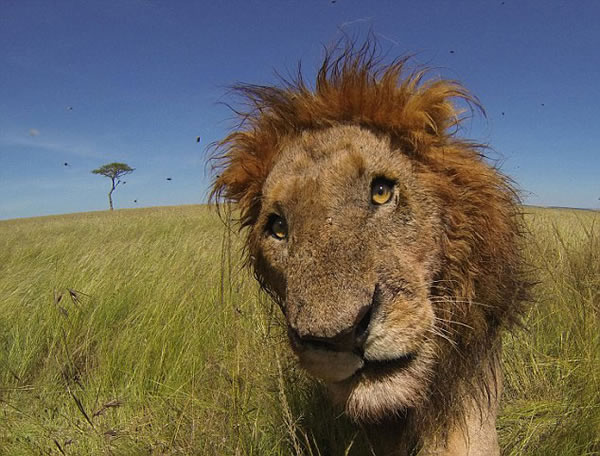 肯尼亚马赛马拉国家保护区雄狮咆哮保护“战利品”——一具河马尸体