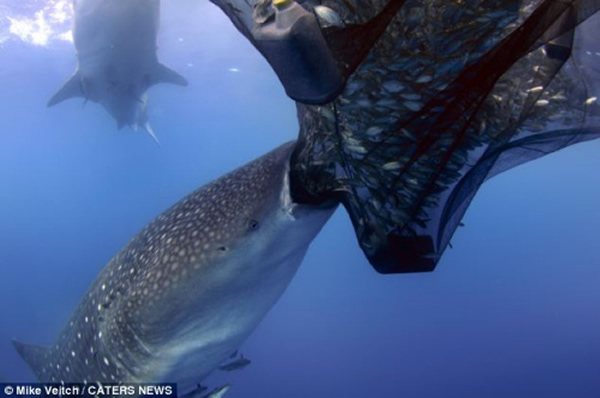 ӡ�Ἣ�����徨�������洬�·���ͼ�����Ͷ���