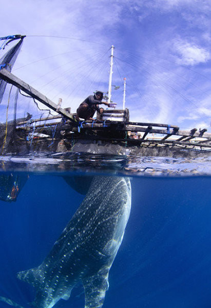 ӡ�Ἣ�����徨�������洬�·���ͼ�����Ͷ���