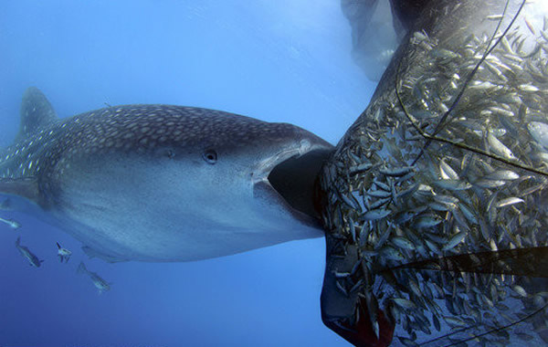 ӡ�Ἣ�����徨�������洬�·���ͼ�����Ͷ���