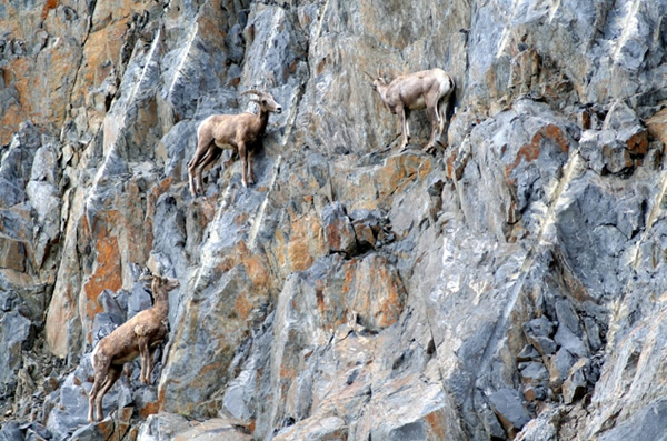 �����Ҹ��֡�ɽ��