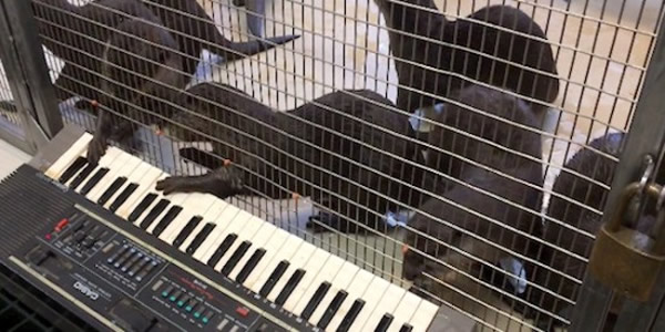 ������ʢ�ٵ�ʷ��ɭ����Ҷ���԰ˮ̡����ѵ������