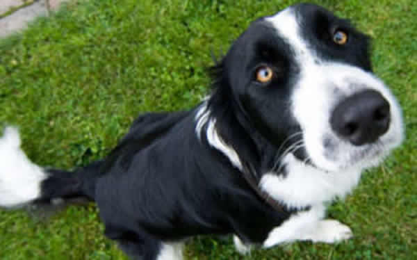 �����о����ֹ�����ͨ������Һ����ζ���ж�һ�����Ƿ��а�֢