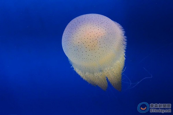 台湾屏东海生馆水母家族新成员——端鞭水母