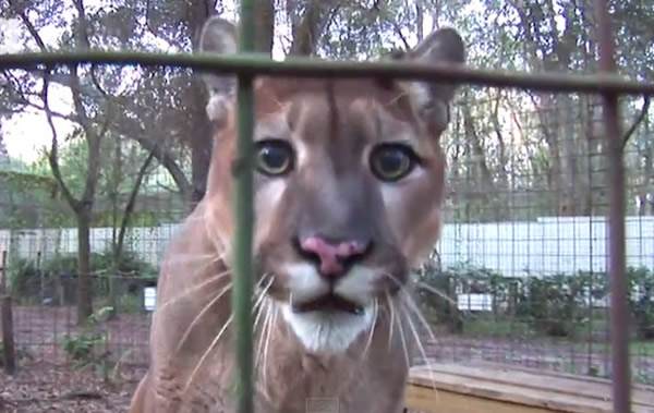 ������������ݴ�è��Ԯ�е�����ʨ���