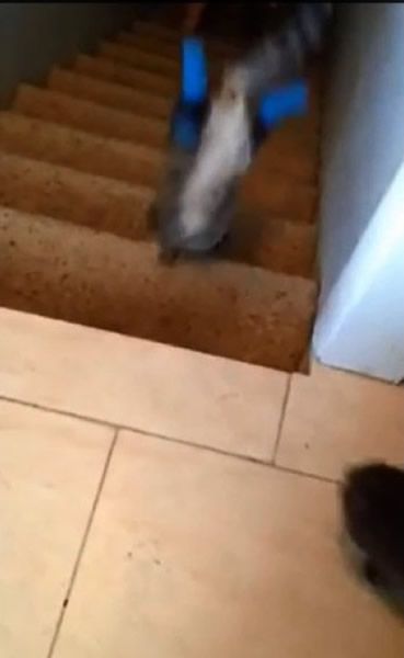 �������ȡ�è��ǿ������������¥��