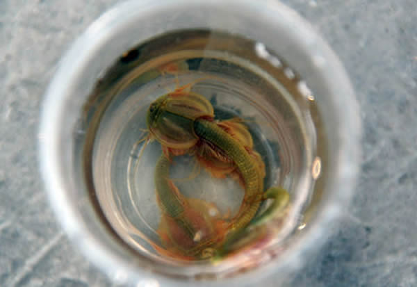 四川省成都市彭州水田里发现“恐龙时代”物种——三眼恐龙虾
