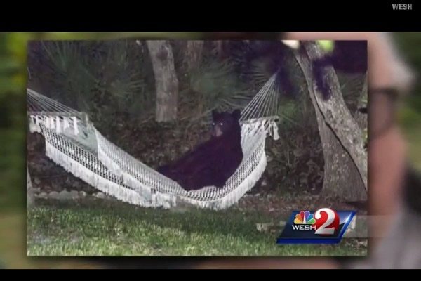 �������������һֻ�����ܵ���լ��Ժ����������