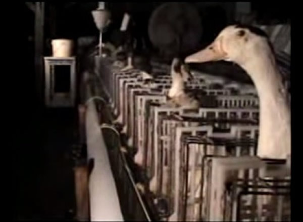 亚洲善待动物组织PETA制作短片揭露鹅肝的残