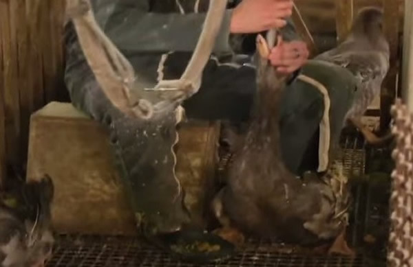 每天遭灌食2kg粮食,吃东西变成最痛苦的一件事。