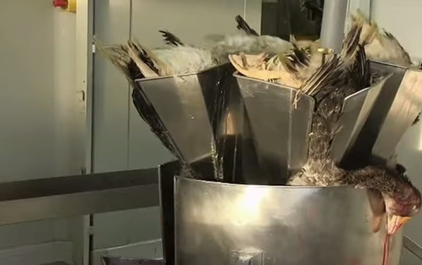 它们到底做错了什么事?