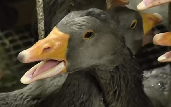 别因一时的口腹之欲,让更多无辜的鹅受难。