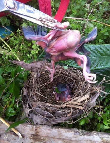 行凶者用剪刀夹着小鸟的脚拉出鸟窝