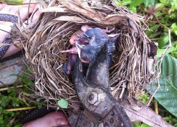 行凶者用剪刀将小鸟分尸