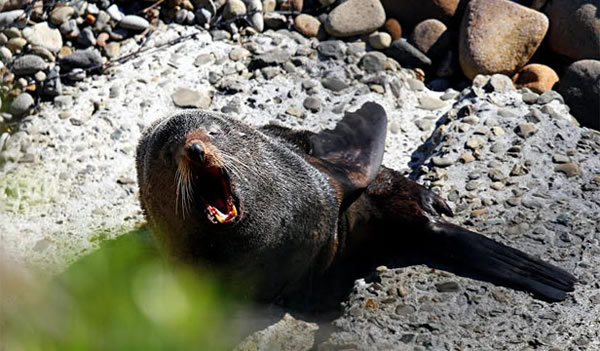 新西兰一名老翁在海边公园散步时遭海豹袭击重