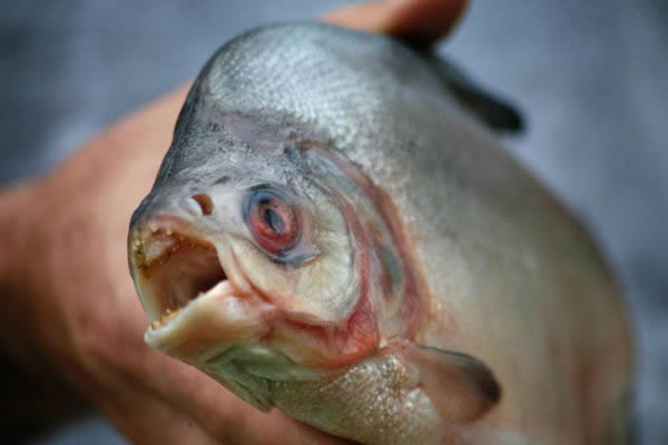 �������Ӵ�������ʳ���� ����ҧ��