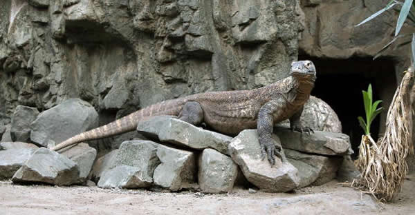 ӡ��צ����ˮ����԰������������ֻ��Ī��������