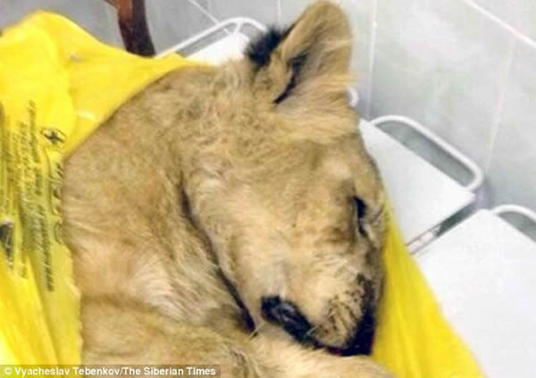 俄罗斯男子将幼狮扮作家猫带上火车放出笼子引发骚乱