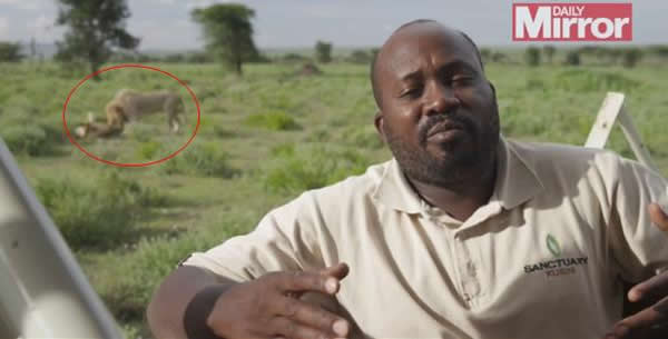 野生动物电视节目现场直播被一对交配狮子抢镜