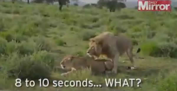 野生动物电视节目现场直播被一对交配狮子抢镜