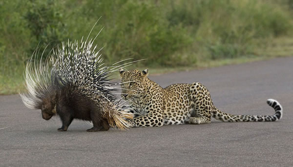 南非饥饿猎豹欲捕食豪猪反被豪猪身上尖刺所伤