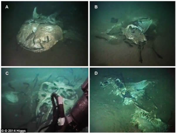 研究者在海底惊异地发现了四具大型海洋动物的尸体：一条鲸鲨和三条蝠鲼。图A为鲸鲨尸体，图B、C、D为蝠鲼尸体。