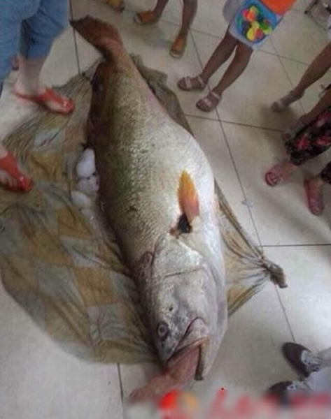 闽土豪女婿端午价值300万黄唇鱼赠岳父