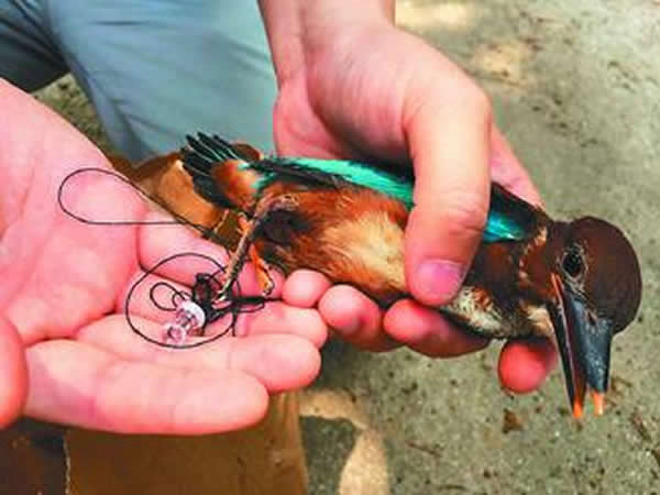 1名热爱摄影的男子,为了拍鸟照片,竟将雏鸟抓出绑在树枝上取景,遭爱鸟人士挞伐。