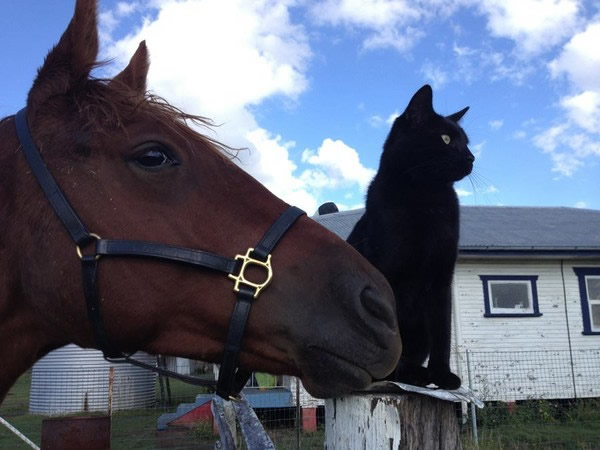 黑猫被领养后和农场的马儿成为一生的挚友