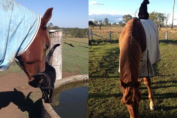 马背上是黑猫莫里斯的专属座位。